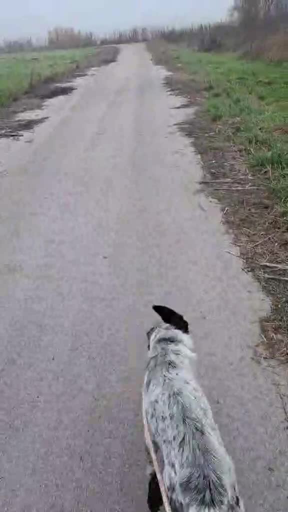 Mixed Breed dogs for adoption: Spot, 2 yrs approx. Available for adoption. - Video 2