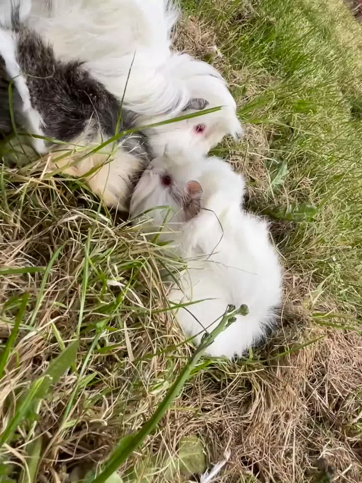 Guinea Pig rodents for sale: Trio of Peruvian femaleguineapigs.Must go together - Video 1