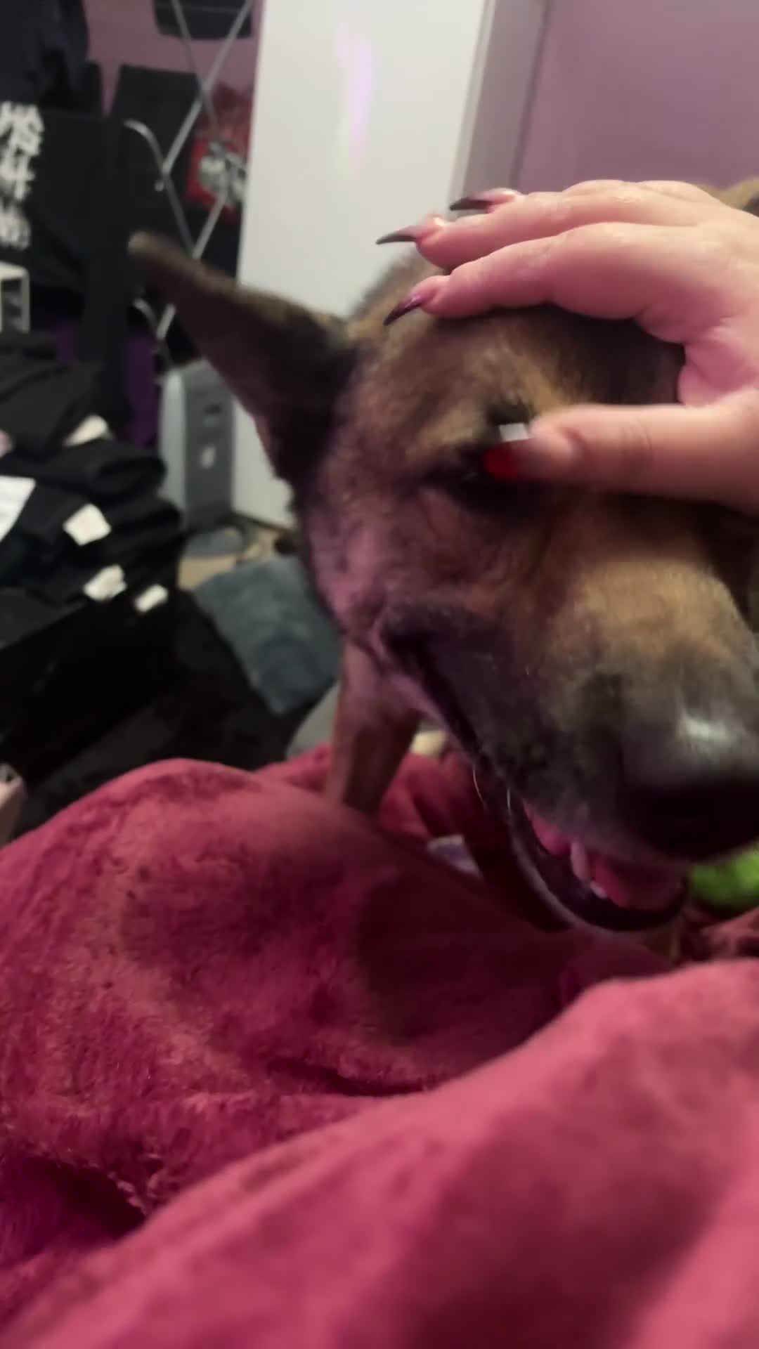 Mixed Breed dogs for sale: rehoming our GSD x belgian malinois (shepinois) in Heckmondwike - Video 1