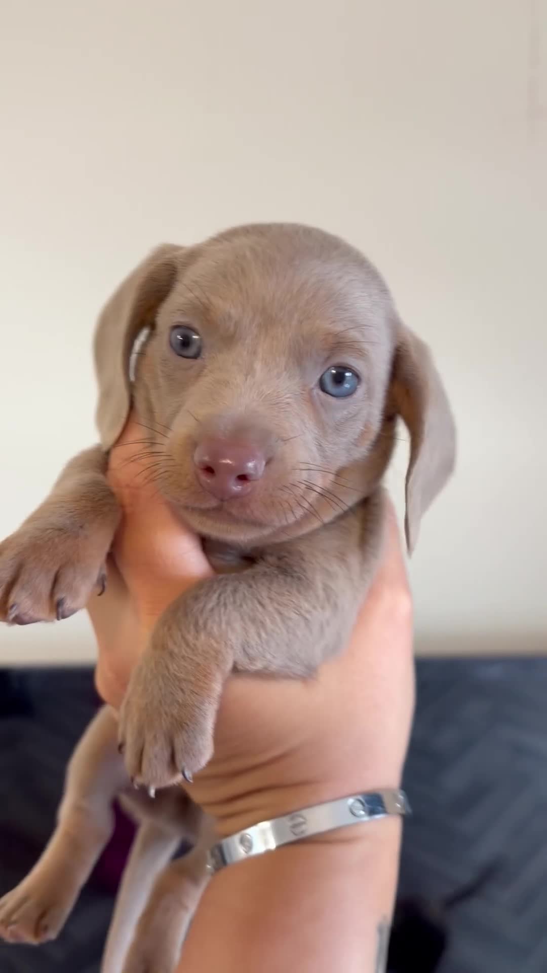 Dachshund dogs for sale: Dachshund puppies for sale - Video 2