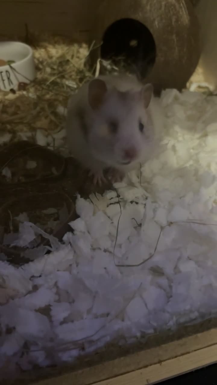 Hamster rodents for sale: Syrian hamster ( female) in Stoke-on-Trent - Video 3