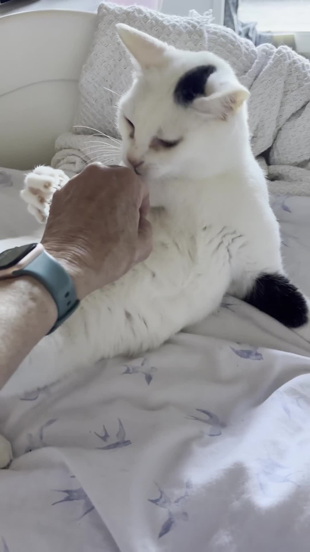 Arabian Mau cats for sale: Zayn & Rafa - Rescue Arabian Maus - Video 3