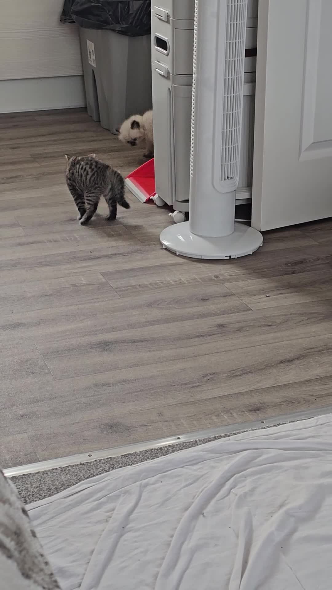 British Shorthair cats for sale: Stunning & Unique Kittens for Sale in Buckingham - Video 2