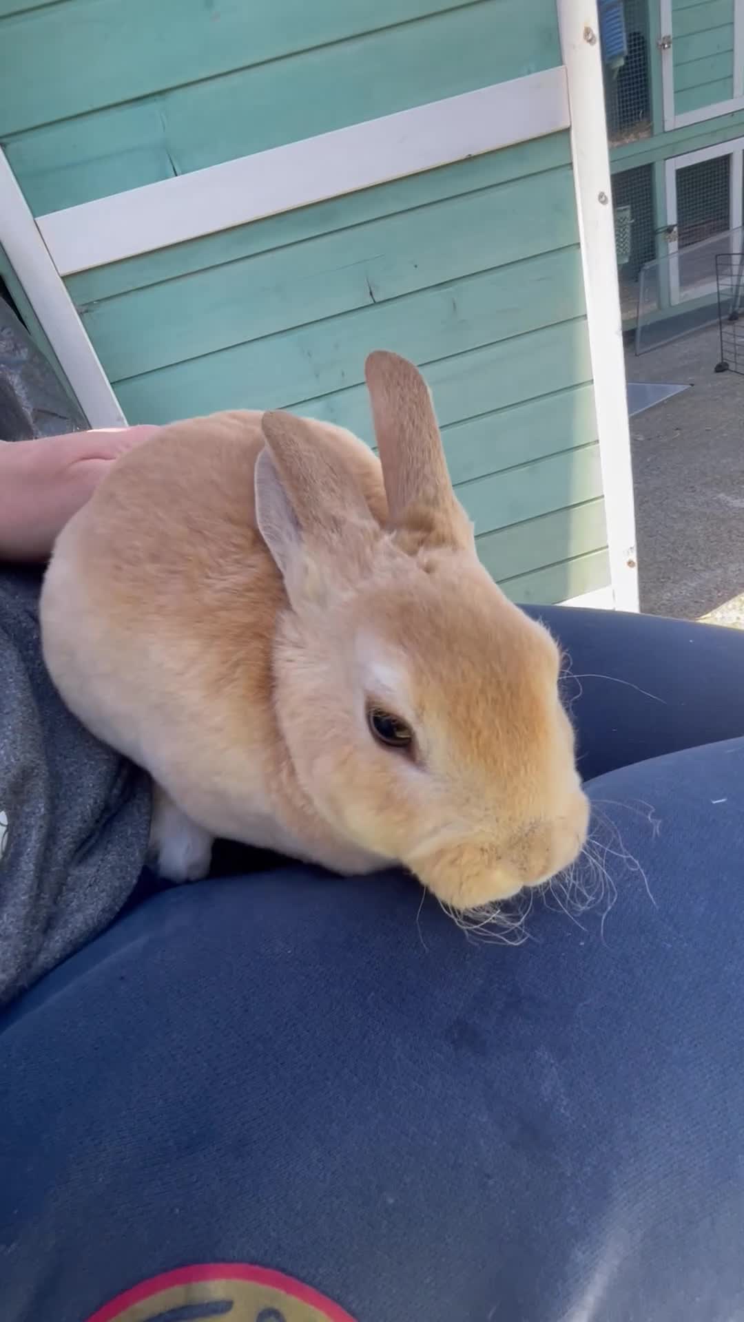 Rex rabbits for sale: 💖Pure bred mini Rex various ages 💖 - Video 1