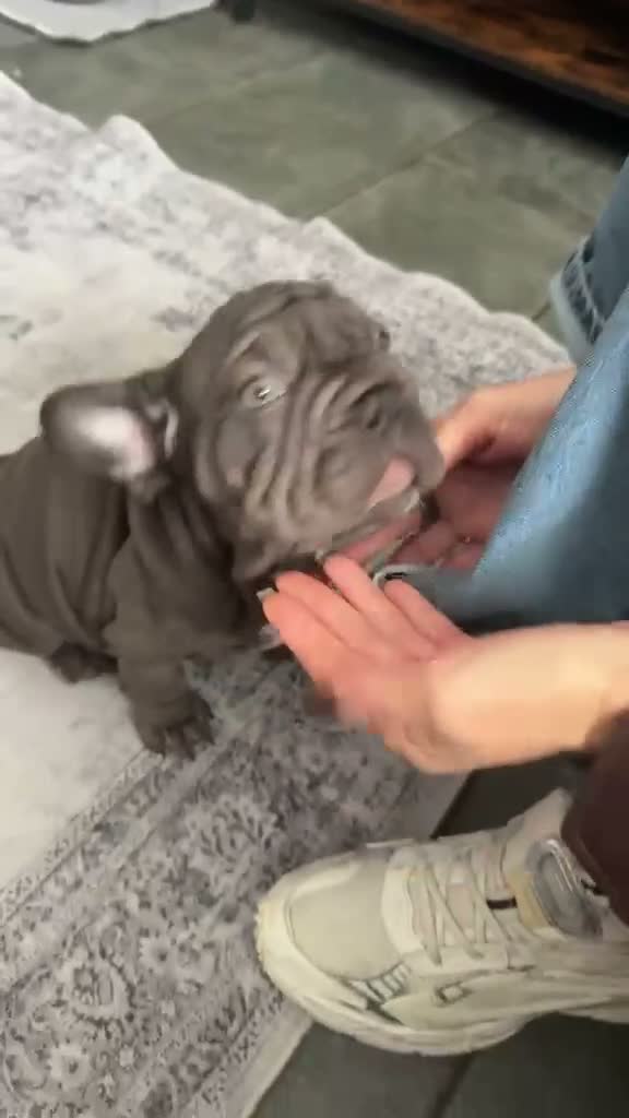 French Bulldog dogs for sale: 🐾Amazing French Bulldog Puppies🐾 - Video 3