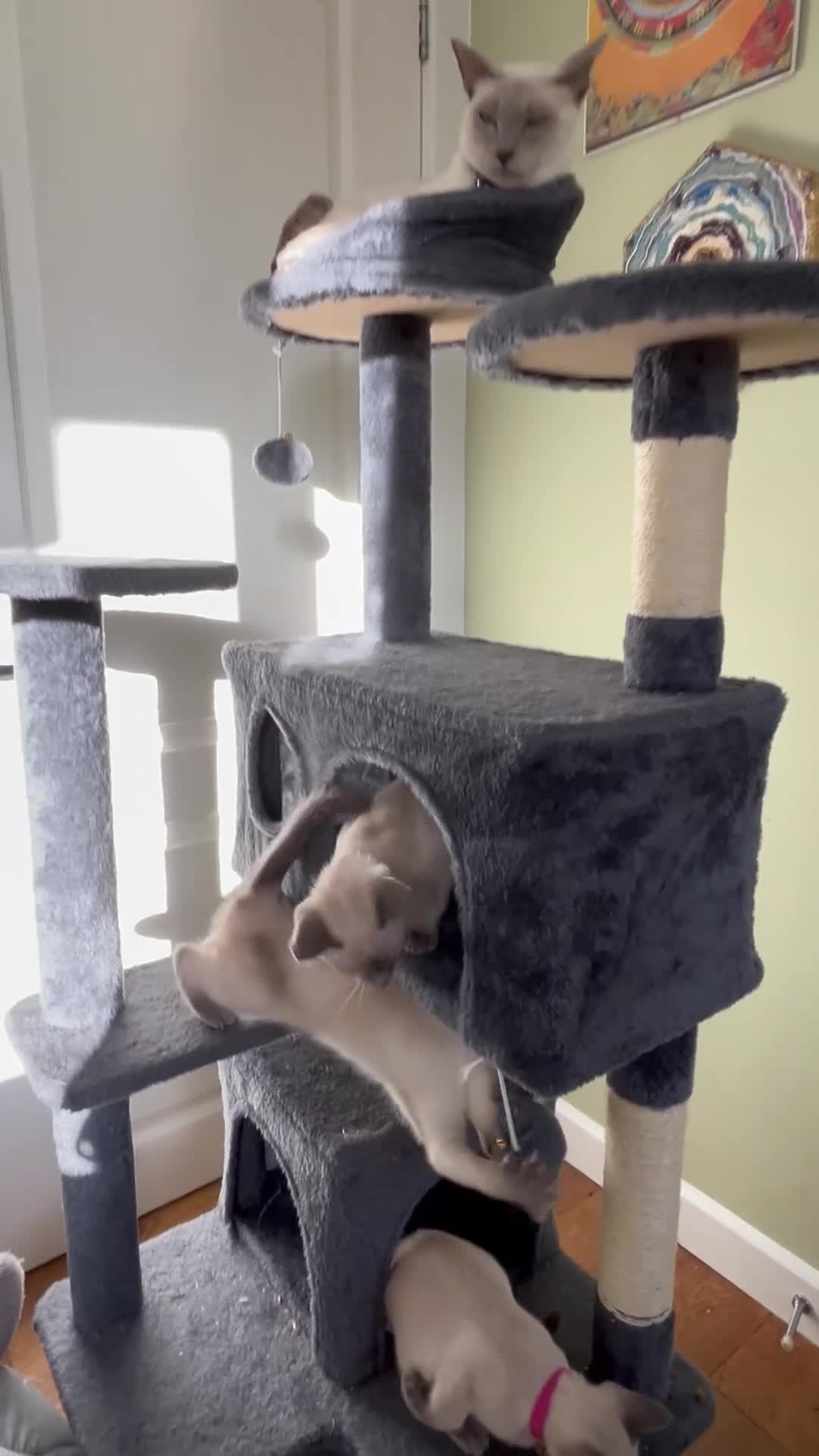 Siamese cats for sale: Orthodox Siamese - Video 1