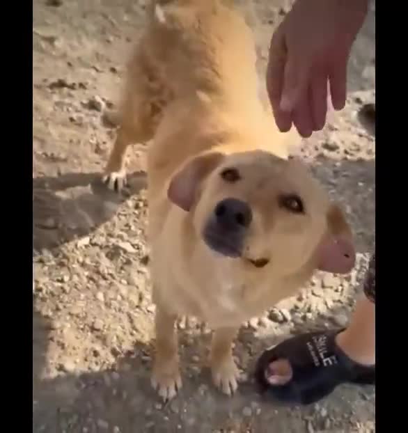 Mixed Breed dogs for adoption: 💝🐾💝🐾Introducing  MEG💝🐾 🐾SMALL CUTE GIRL 🐾 - Video 2