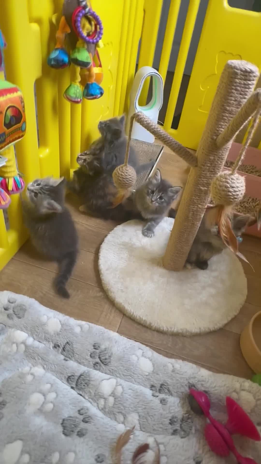 Ragcoon cats for sale: Gorgeous Mainecoon x ragdoll babies  - Video 3
