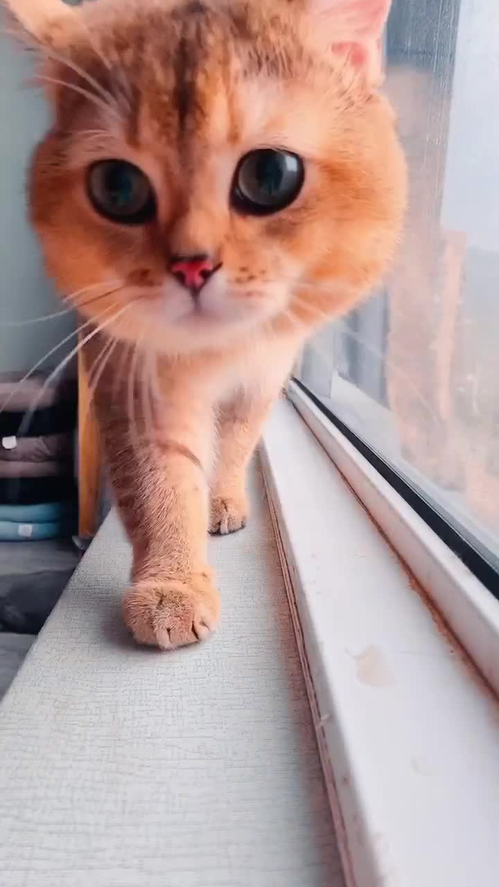 British Shorthair cats for sale: British Shorthair up for adoption  - Video 2