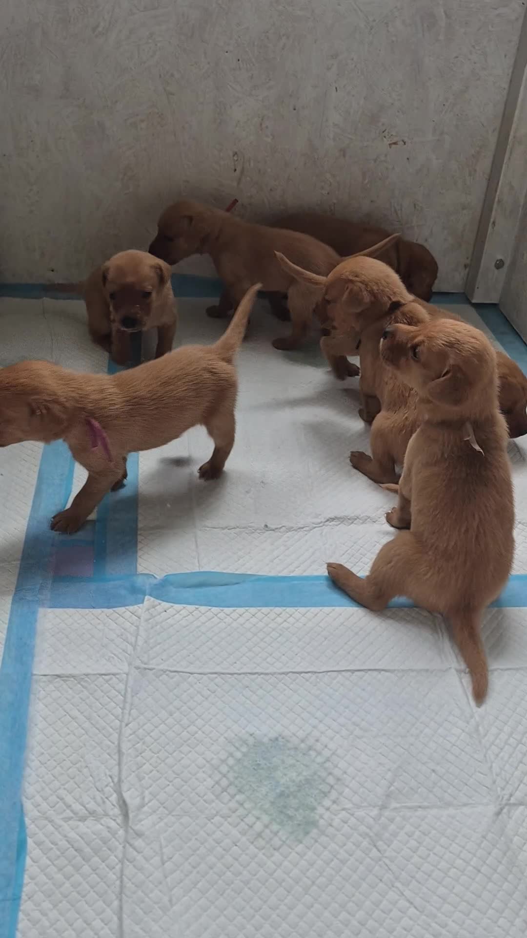 Labrador Retriever dogs for sale: Fox red labs for sale - Video 1