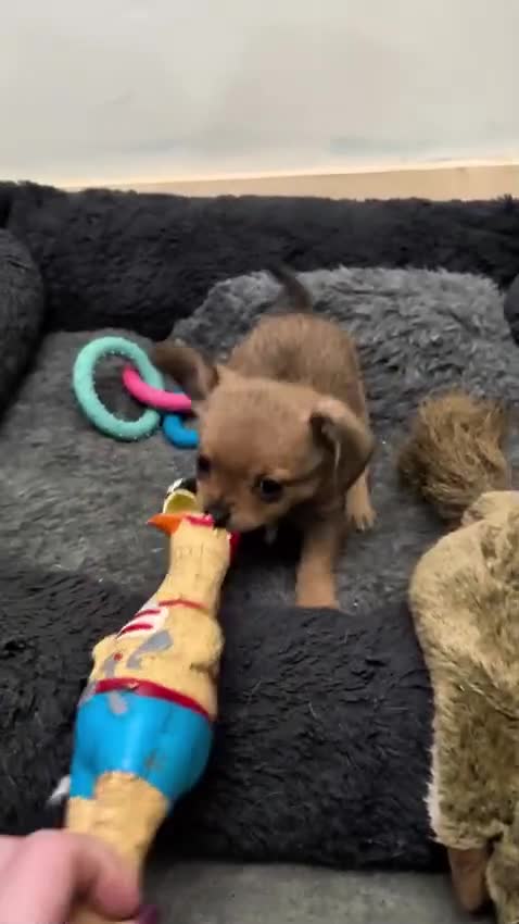 Chiweenie dogs for sale: Two beautiful tiny Chiweenies for sale - Video 3