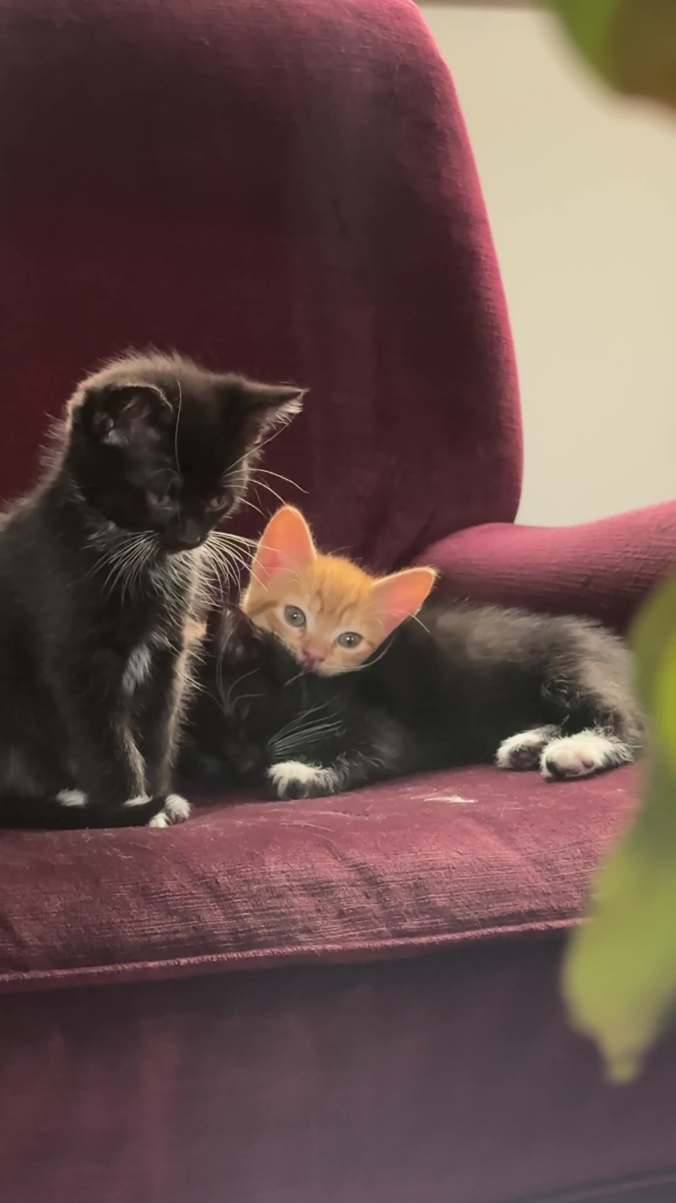 Mixed Breed cats for sale: Beautiful litter of 6 mixed Kittens  in Ashford - Video 1