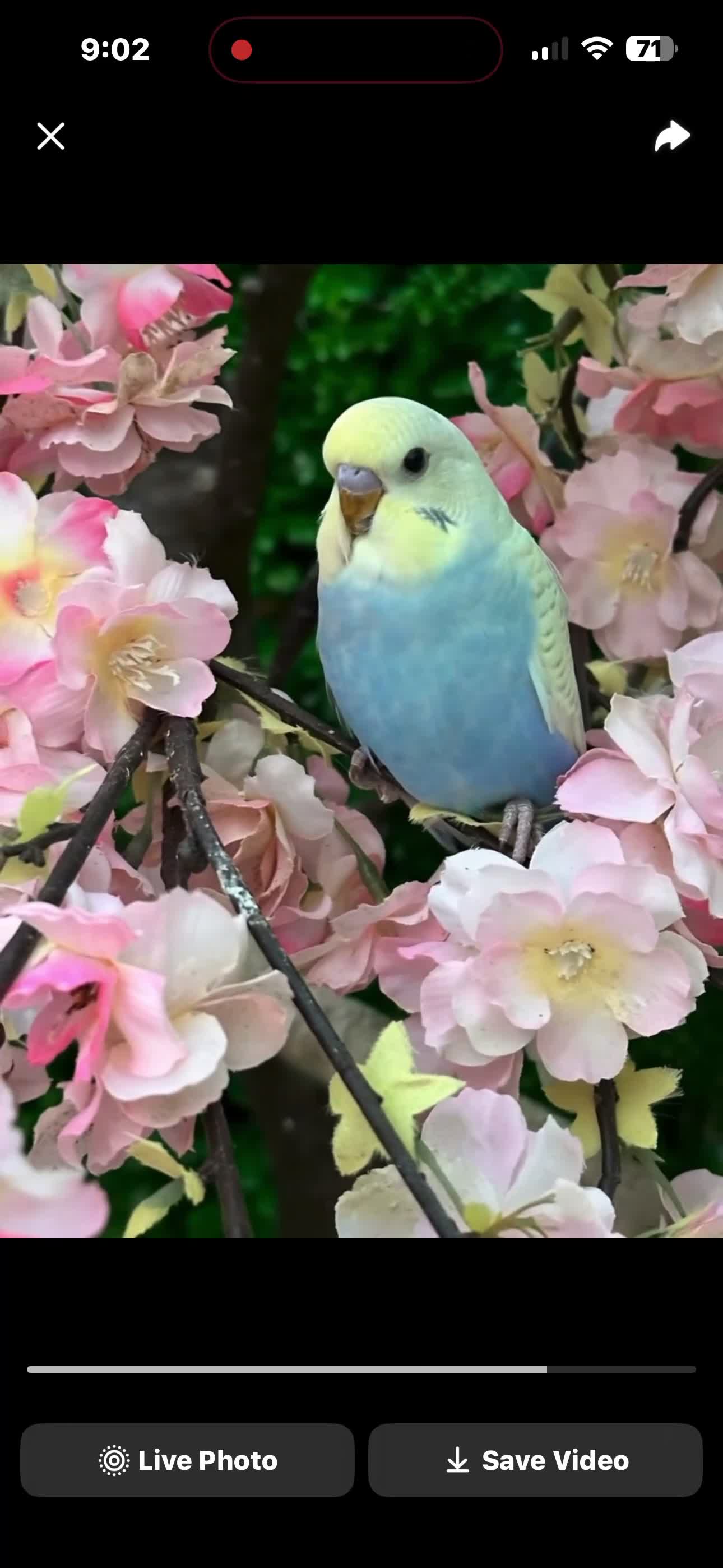 Budgerigars birds for sale: Lovely male budgies  - Video 1
