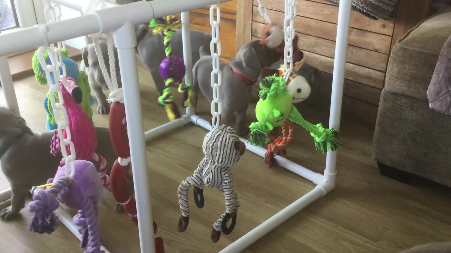 Weimaraner dogs for sale: Stunning Weimareners - Video 1