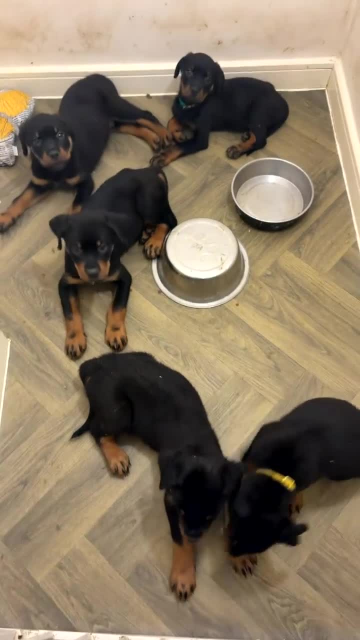 Rottweiler dogs for sale:  Rear top kc Champion rottie pups for sale ready  - Video 1