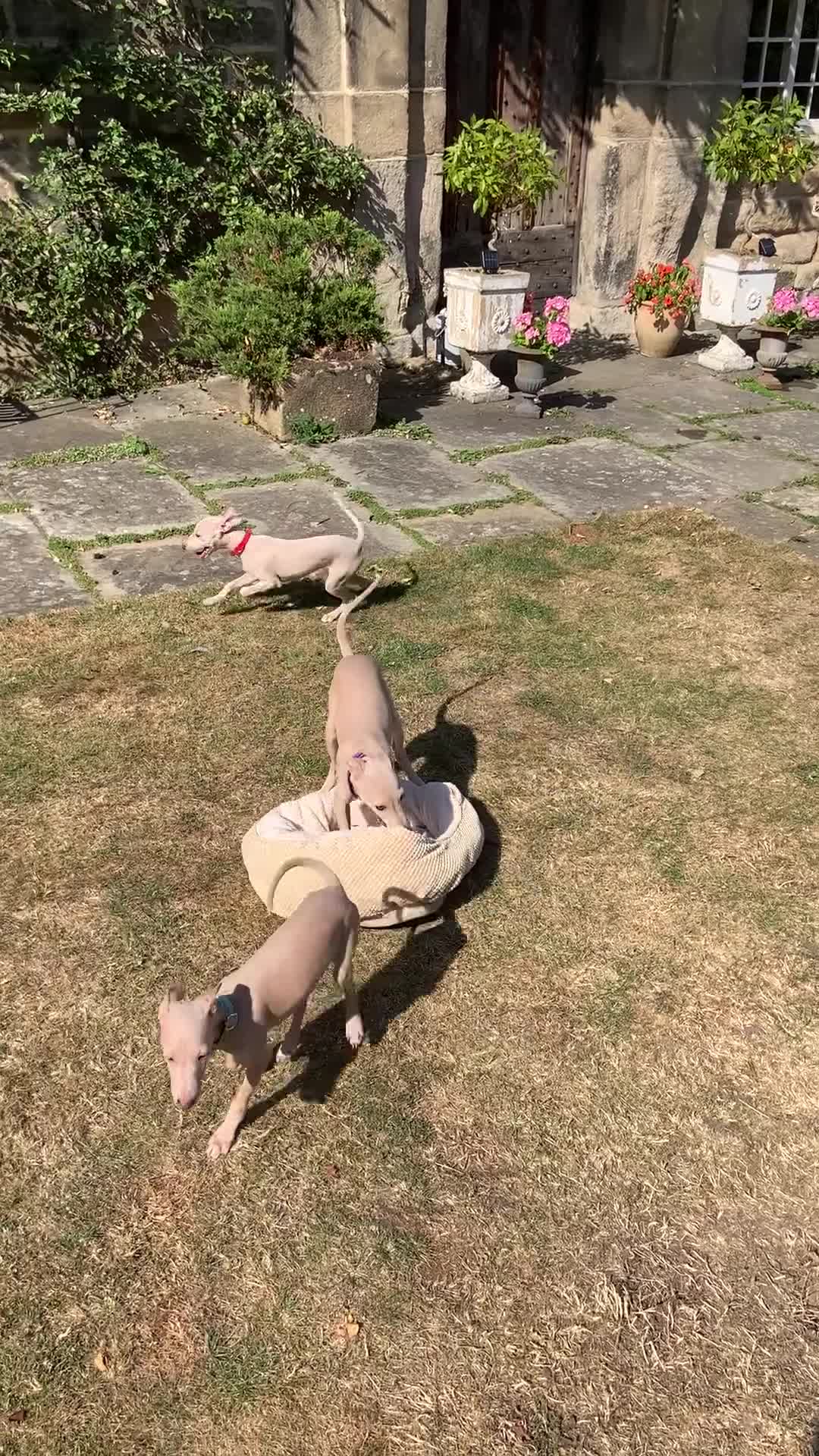 Italian Greyhound dogs for sale: Italian greyhound puppies KC reg European Lineage in Leeds - Video 1