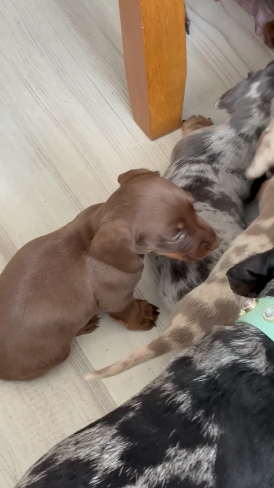 Miniature Dachshund dogs for sale: Miniature Daschunds - Video 1