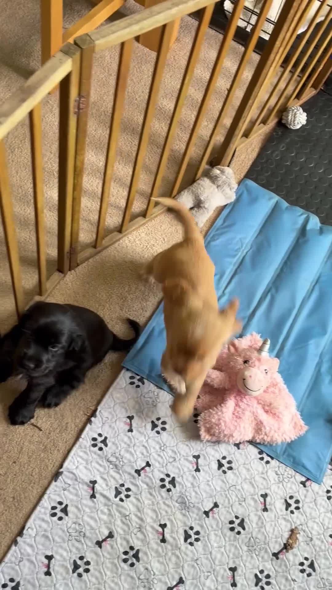 Cocker Spaniel dogs for sale: Exceptional Show Type Cocker Spaniel puppy - Video 3