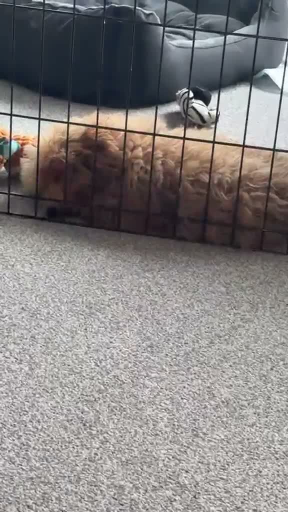 Schnoodle dogs for sale: Schnoodle puppy  in Hounslow - Video 2