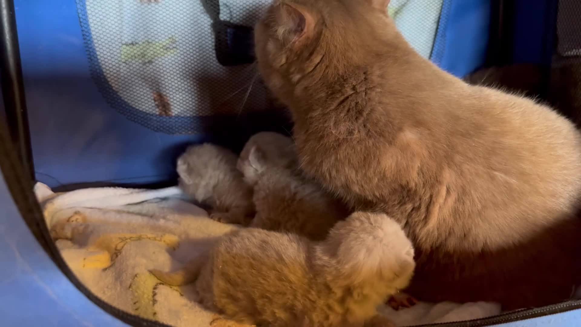 British Shorthair cats for sale: Beautiful British Shorthair Kittens - Video 1