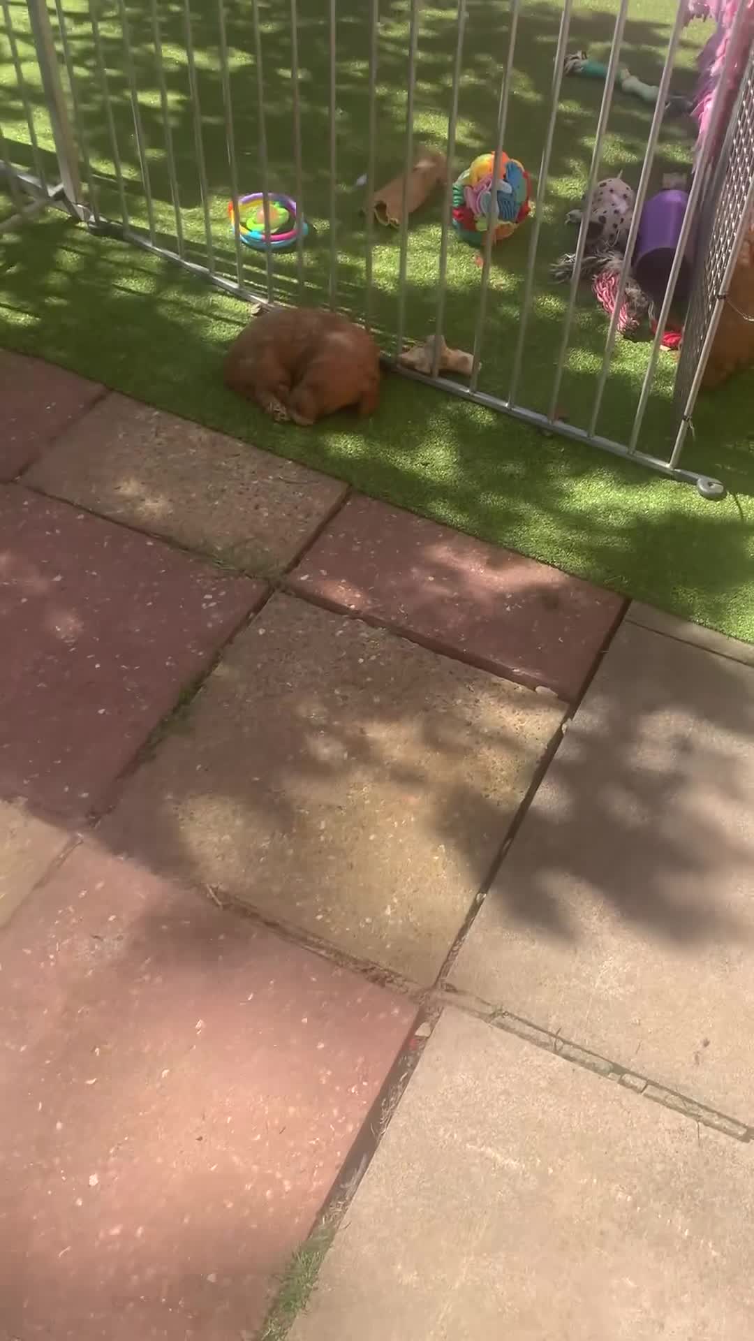 Cockapoo dogs for sale: Family raised Cockapoo babies  - Video 3