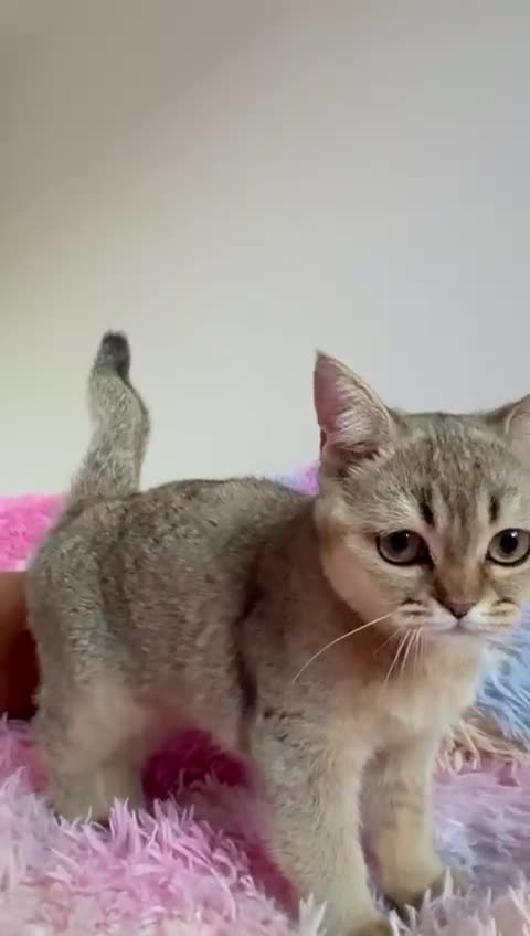 Scottish Fold cats for sale: Rare brown gold chinchilla girl  ready now x - Video 2