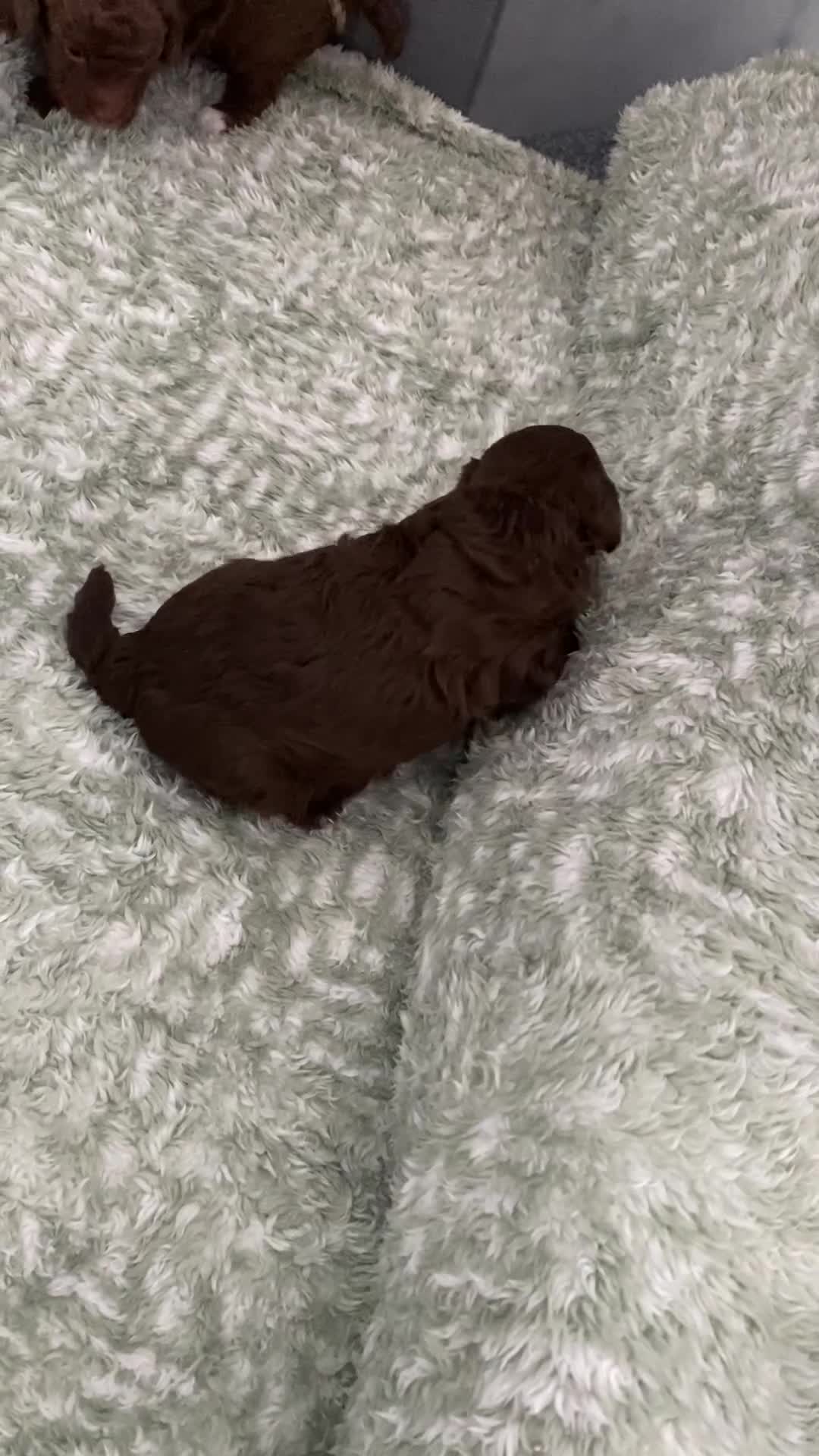 Cavapoo dogs for sale: Beautiful F1b Cavapoo girl  - Video 2