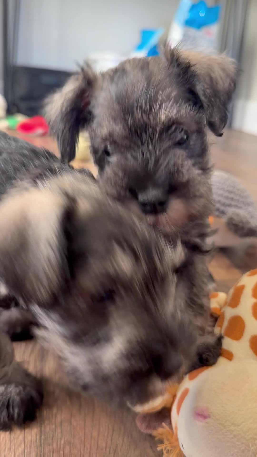 Miniature Schnauzer dogs for sale: 5th generation KC miniature schnauzer puppies  - Video 1