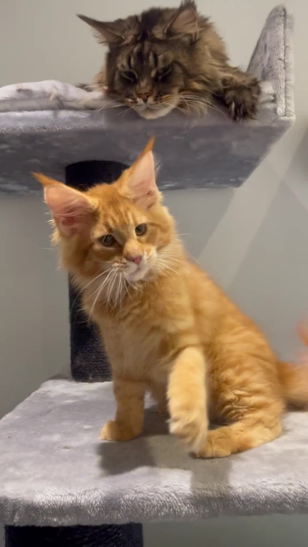 Maine Coon cats for sale: Maine Coon XXXL - Video 1