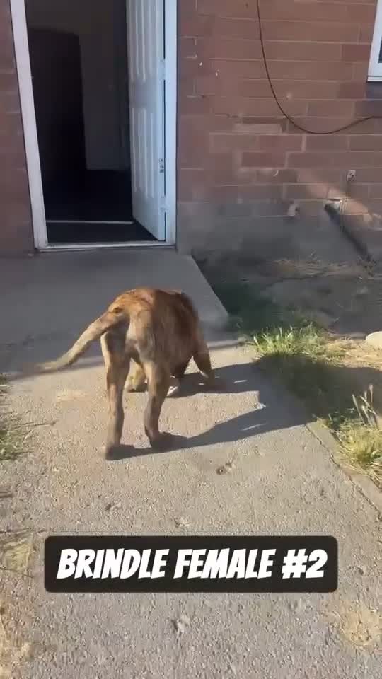 Presa Canario dogs for sale: Pressa canario pups - Video 1