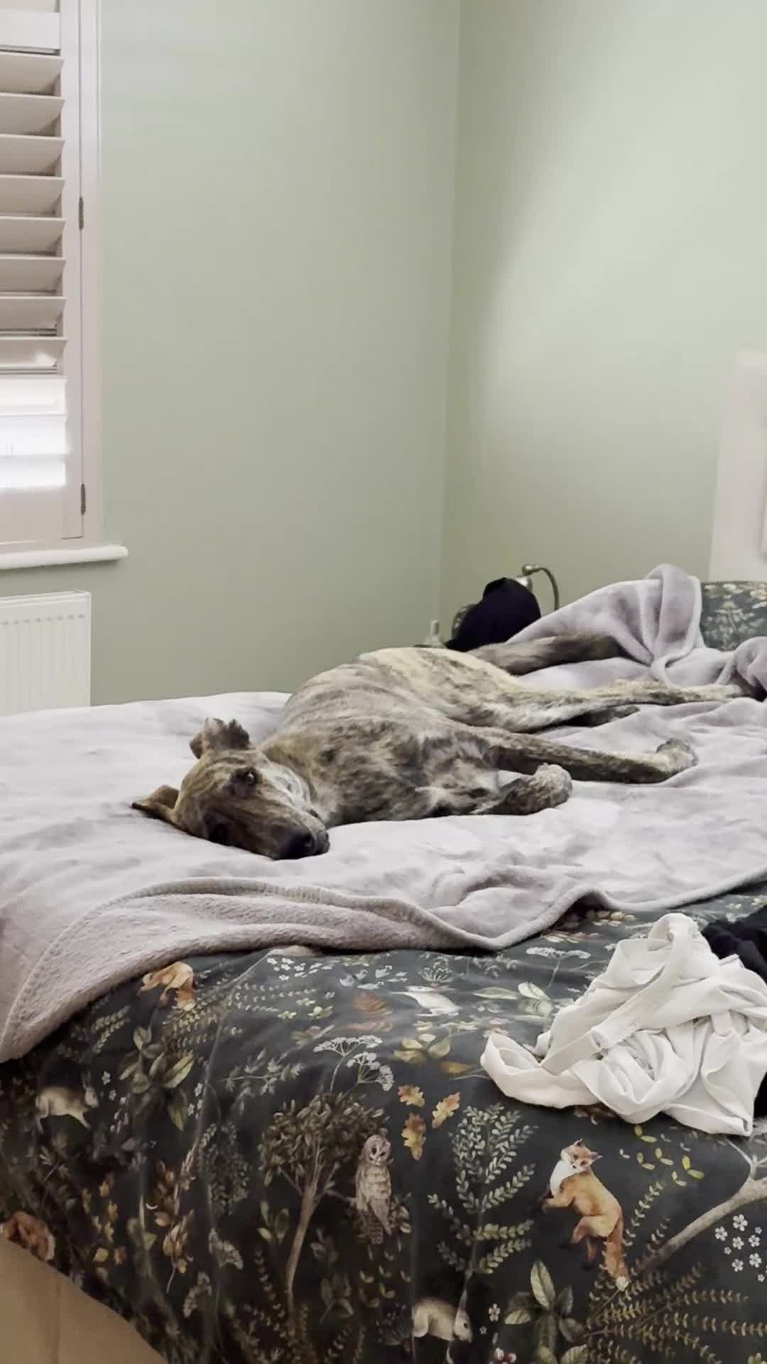 Mixed Breed dogs for sale: Lovely sweet Sam for adoption in Worthing - Video 2