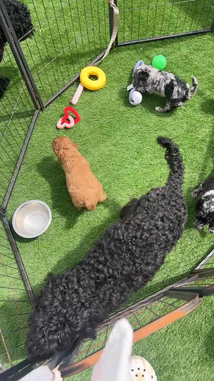 Cockapoo dogs for sale: Merle cockapoo puppy’s  - Video 1