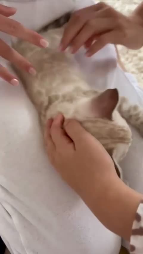 Bengal cats for sale: 🔥🏆Striking Rossetted Tica Pedigree Leapords🏆🔥 - Video 1