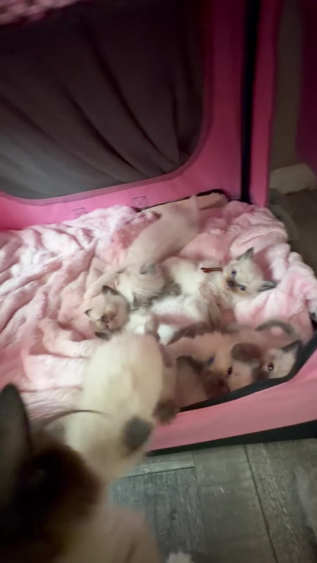 Ragdoll cats for sale: Last 3 Beautiful ragdoll kittens READY NOW!! - Video 1