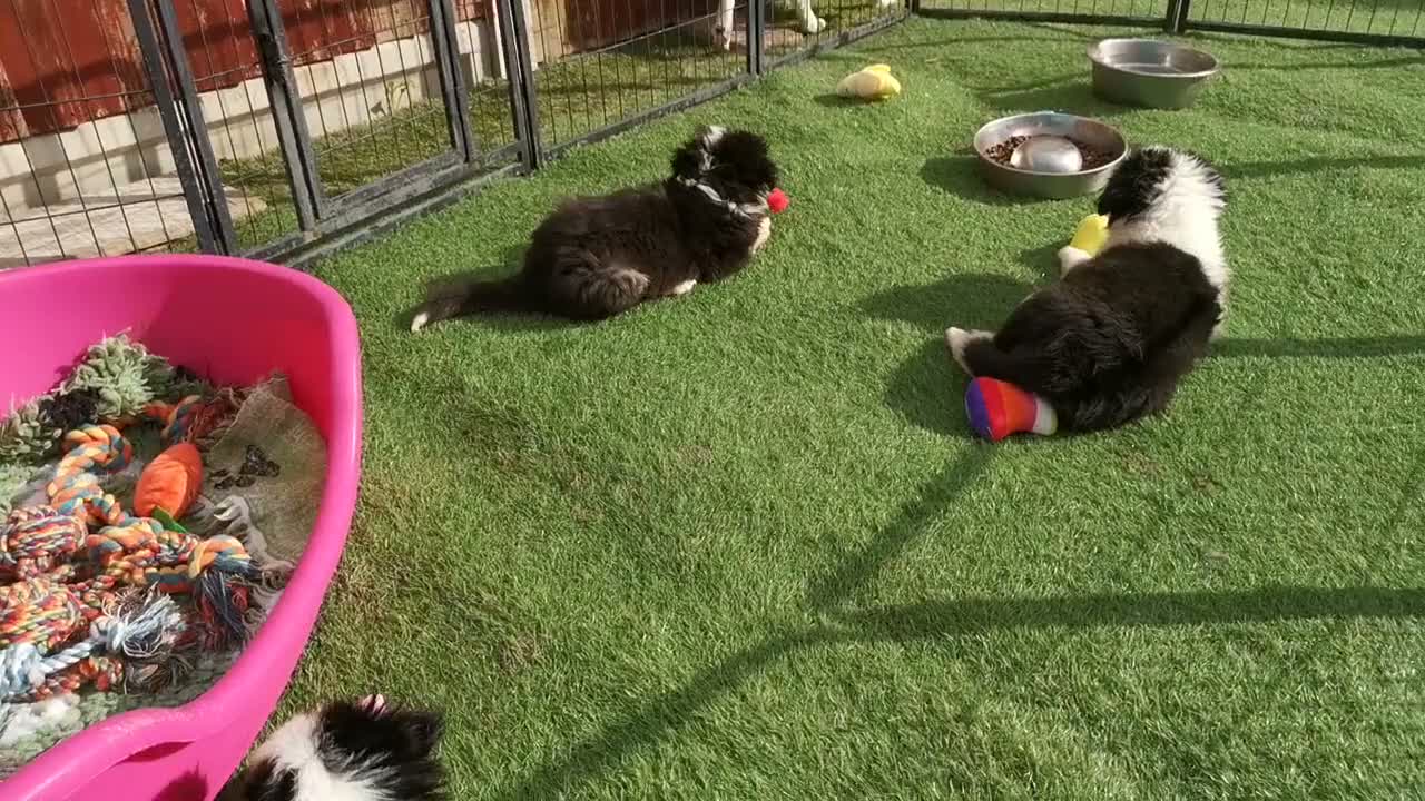 Mixed Breed dogs for sale: Beautiful Bordernese  - Video 1