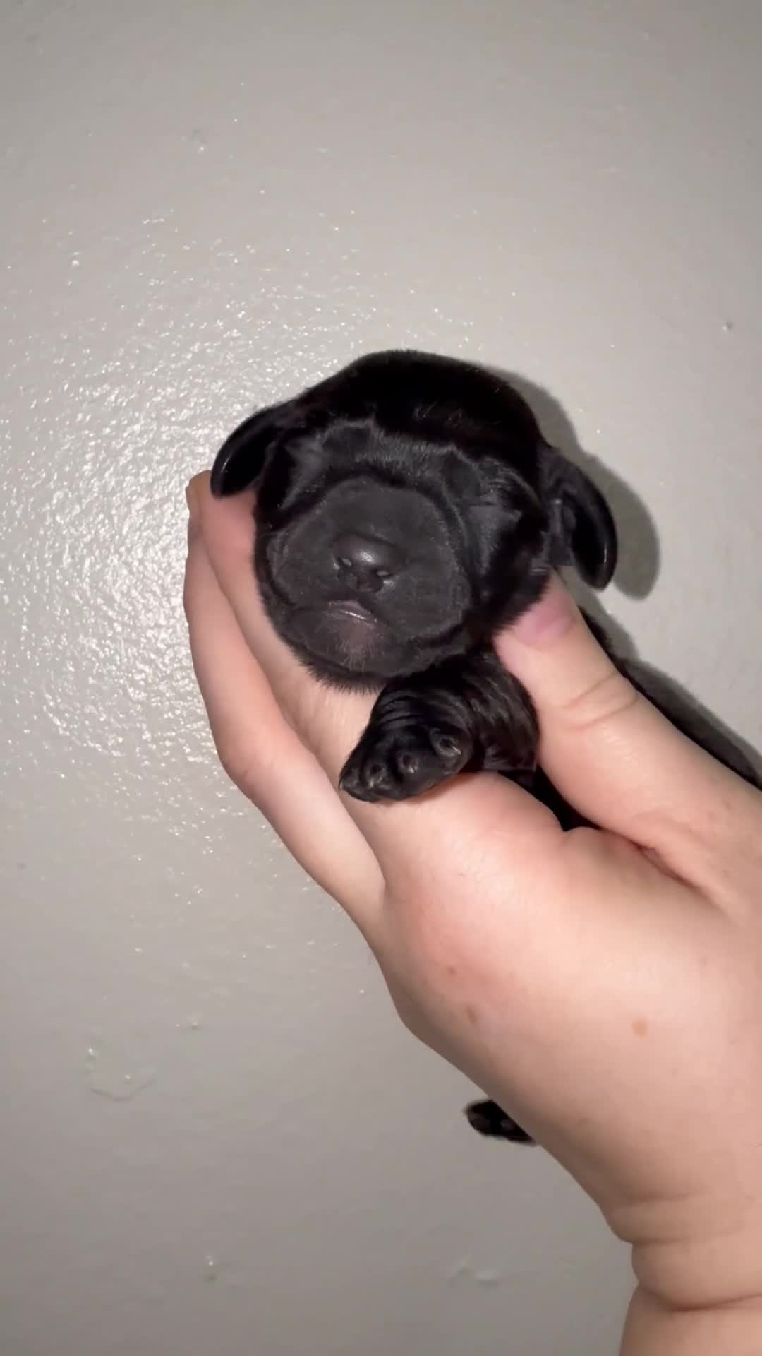 Miniature Dachshund dogs for sale: 6 miniature dachshund pups - Video 1