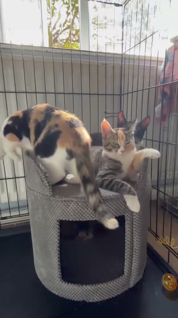 Domestic Shorthair cats for adoption: Jake, Toffee & Caramel - Adopt Cats in Crisis  - Video 1