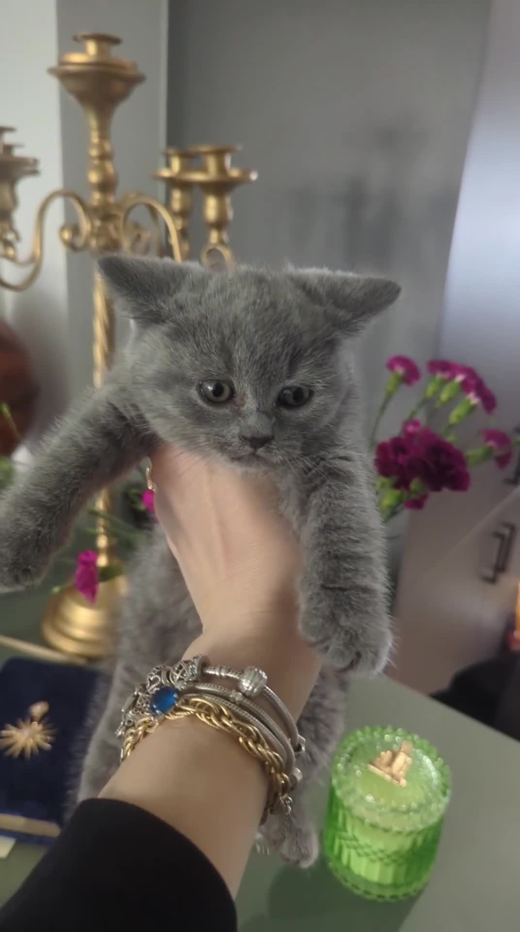 British Shorthair cats for sale: 8 weeks boy and girl - Dad 5 times champion 🏆 - Video 4