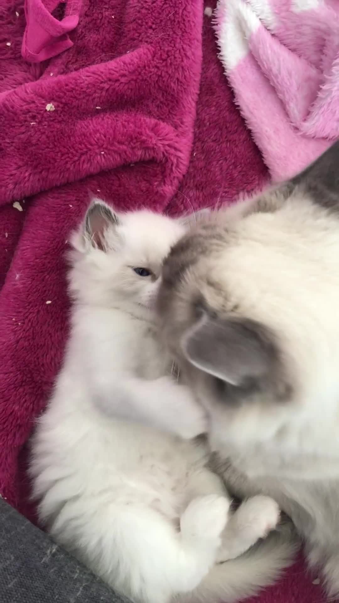 Ragdoll cats for sale: Blue lynx ragdoll kittens  - Video 1