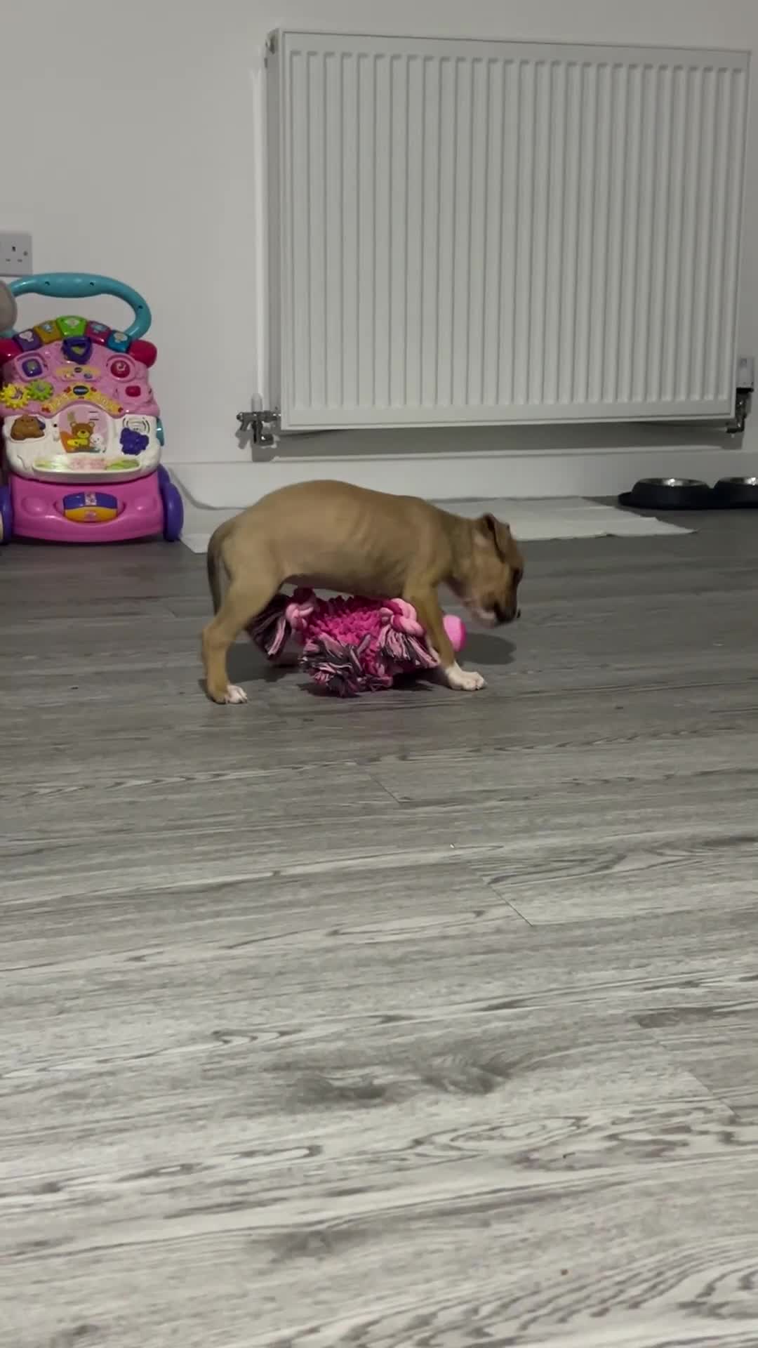 Mixed Breed dogs for sale: Beautiful bullmastiff x pup  - Video 1