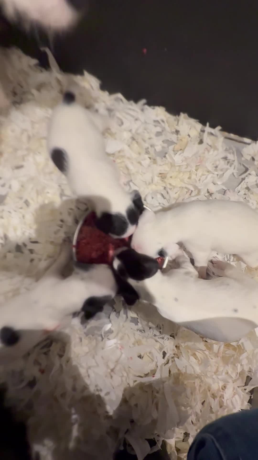 Jack Russell dogs for sale: Jack Russell puppies  - Video 1
