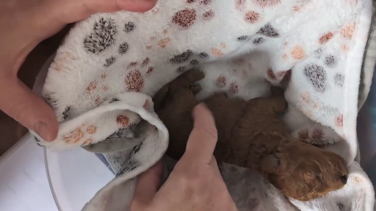 Cavapoo dogs for sale: F1B Deep Fox Red High Quality DNA Clear Puppies  - Video 3