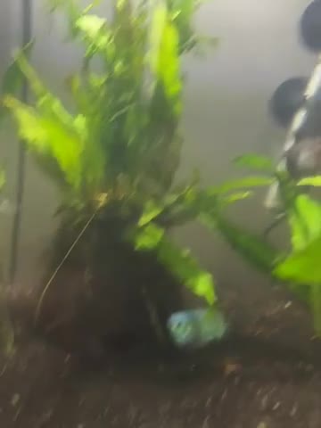 Gouramis fish for sale: job lot of fish  in Jarrow - Video 1