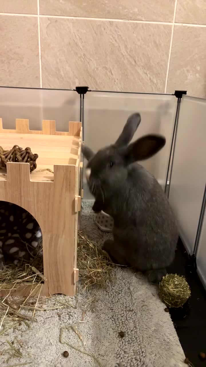 Mixed Breed rabbits for sale: Indoor male Rabbit for sale  - Video 1