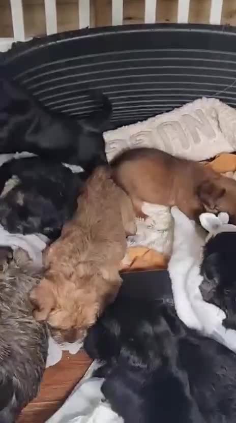 Shorkie dogs for sale: 9 stunning shorkie puppies - Video 2