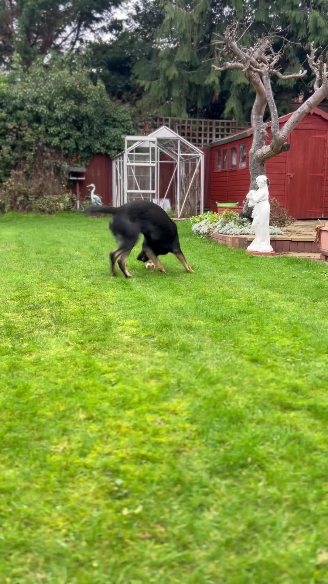 German Shepherd dogs for sale: Working Line German Shepherd for sale  - Video 2