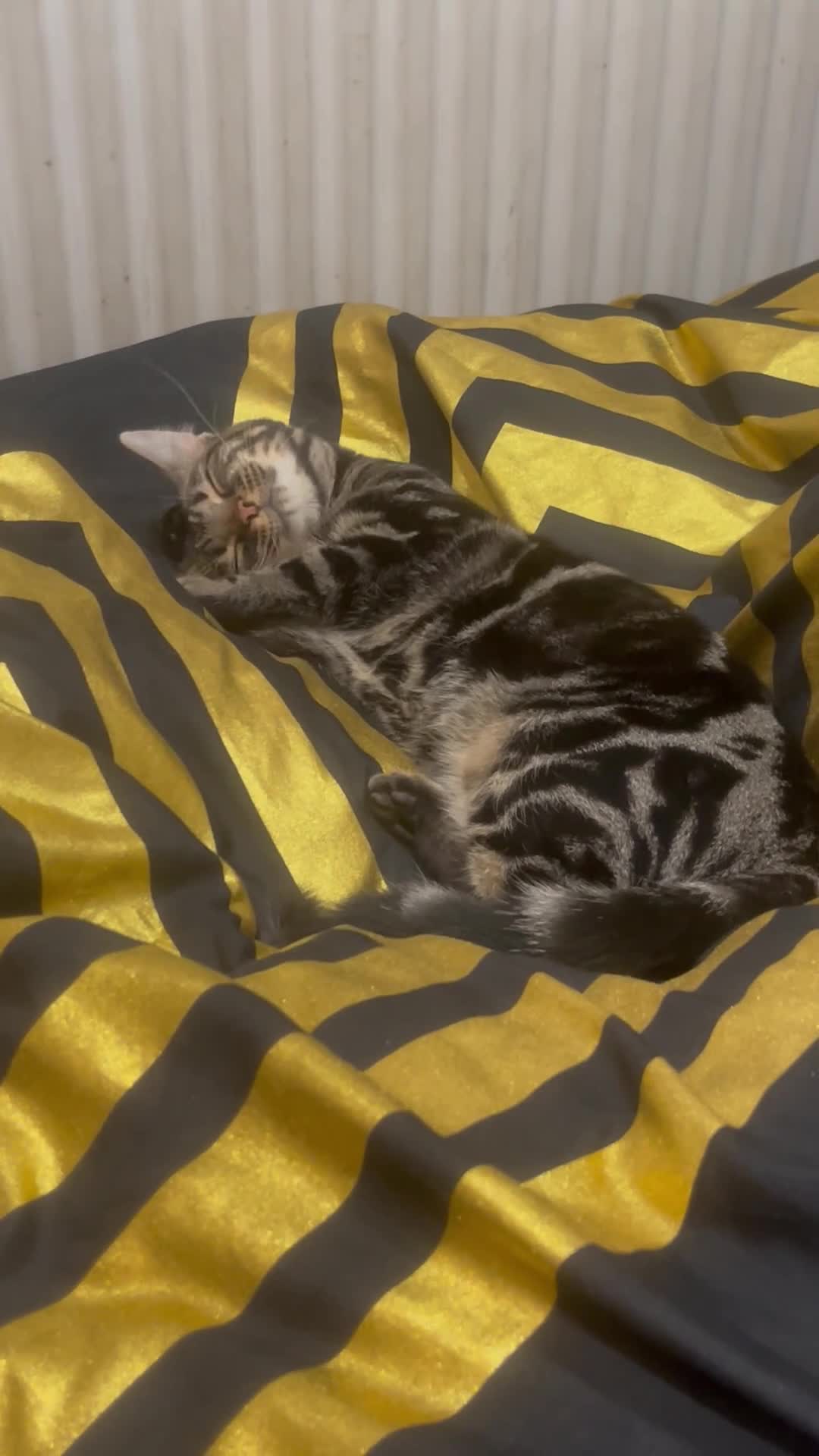 Bengal cats for sale: Urgent rehoming for bengal cat - Video 1