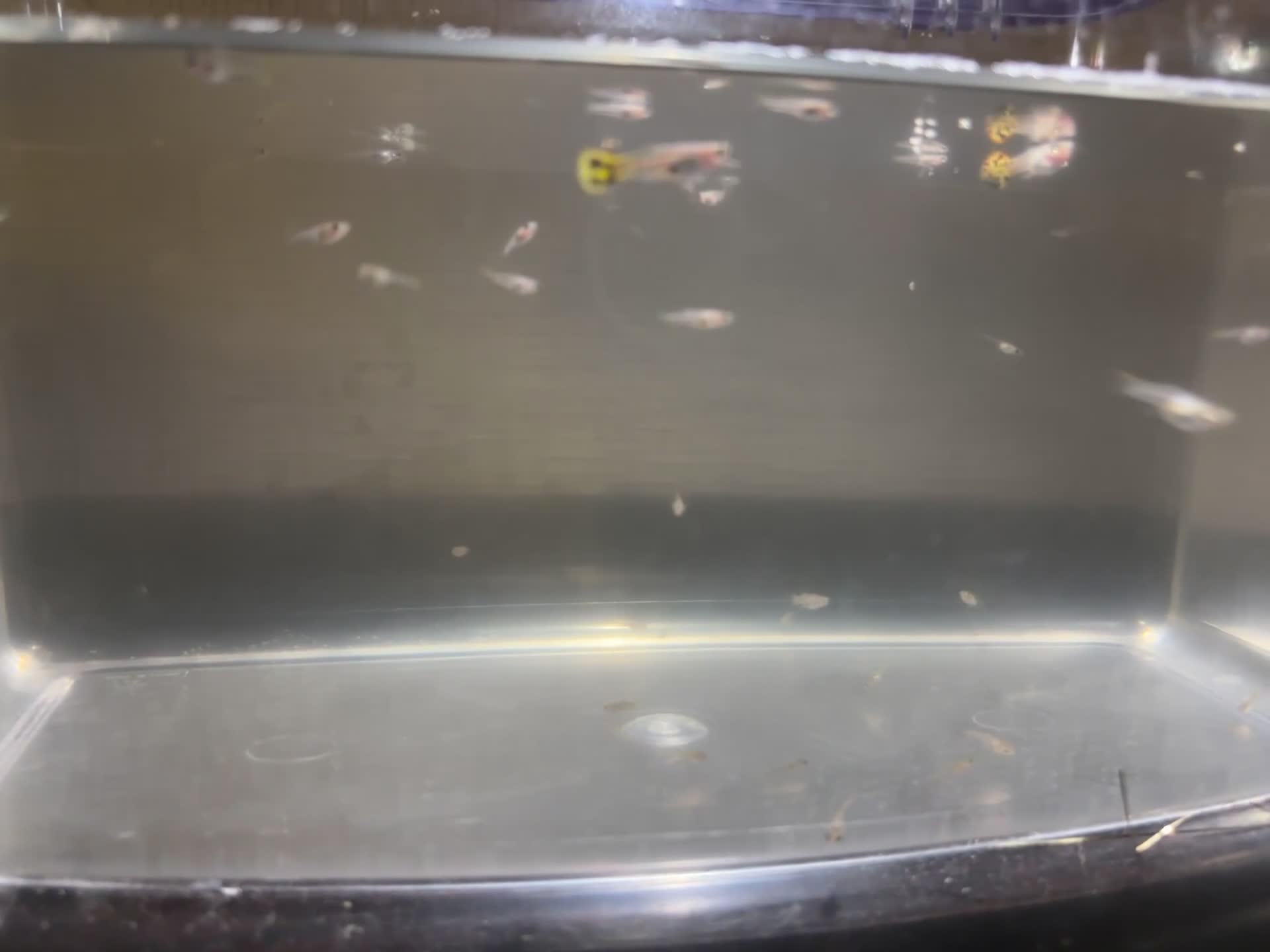 Other/Mixed Breed fish for sale: Baby guppy fish for sale  in Ashford - Video 1