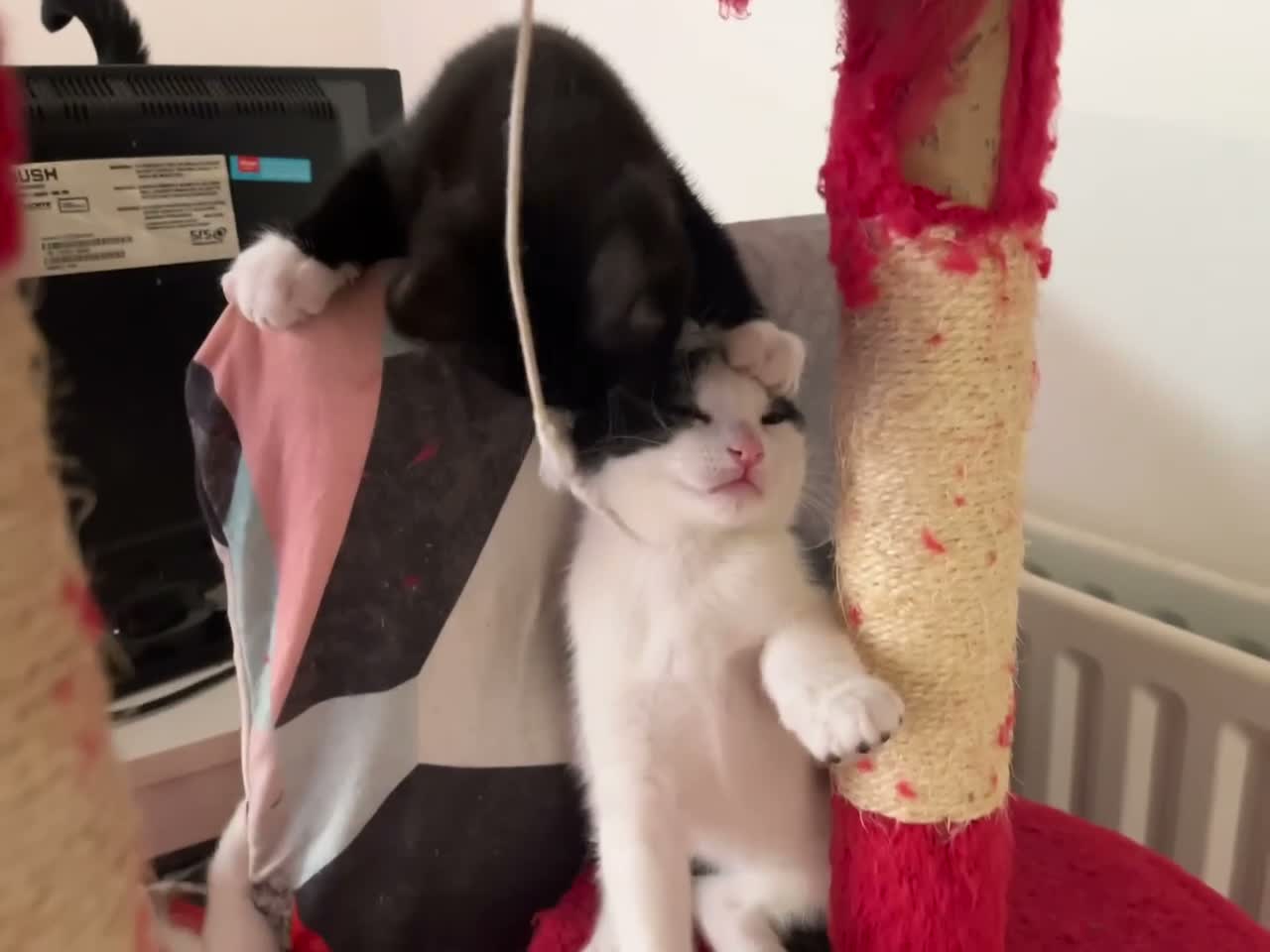 Mixed Breed cats for sale: 😻💚🩵💙🧡💛😻 - Video 2