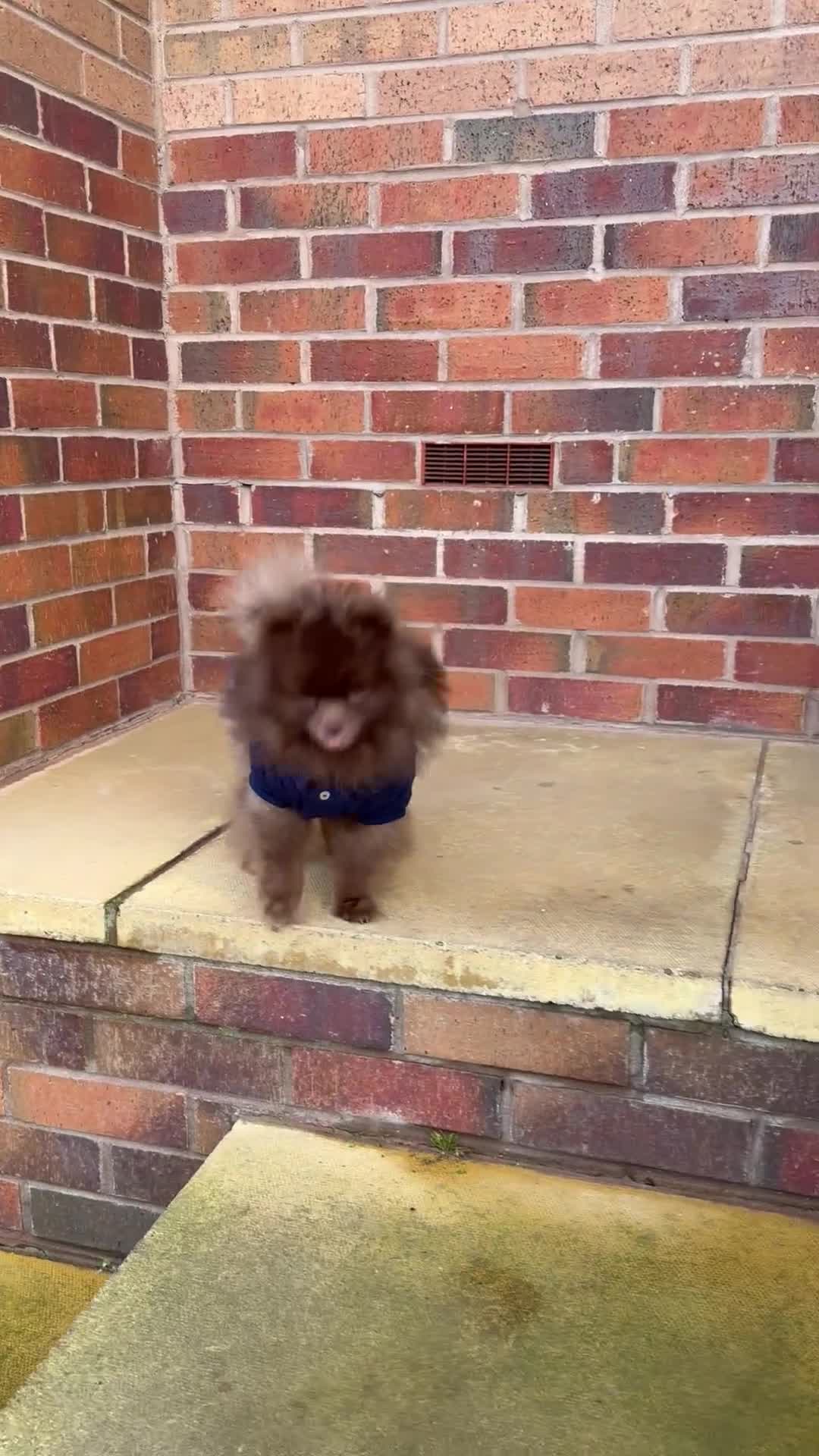 Pomeranian dogs for stud: Tiny Chocolate true type stud  - Video 1